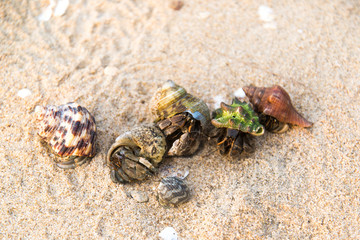 Colorful hermit crab on the beach in Thailand