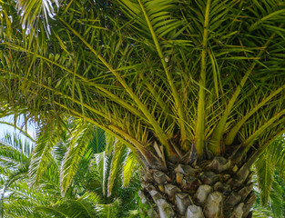 palm treetop