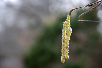 Hazel catkins on a twig