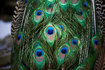 Obraz premium peacock with feathers