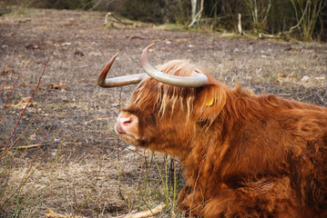 Highland Cattle closeup