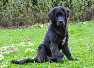 Terre-neuve (chiot)