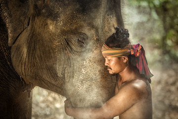 Obraz premium Thailand Surin province Engagement of mahouts and elephants. Is a lover and an Elephant mahout man.