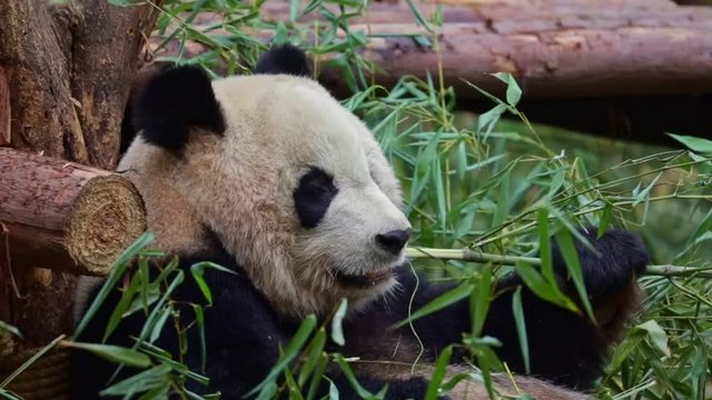 Giant panda eating ba