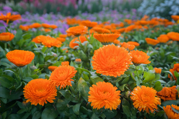 Orange Calendula or English Marigold in the garden at sunny day