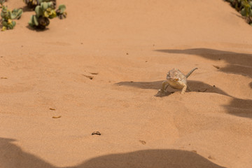 Chameleon in the Namibian desert