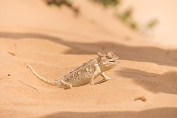Chameleon in the Namibian desert