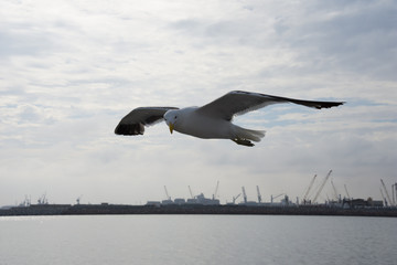 Flying Seagull with Sky