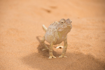 Chameleon in the Namibian desert