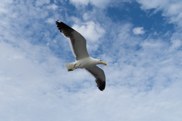 Flying Seagull with Sky