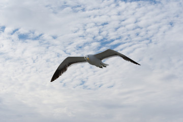 Flying Seagull with Sky