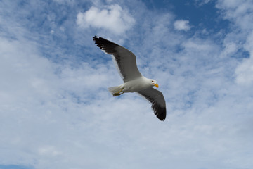 Obraz premium Flying Seagull with Sky