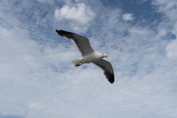 Fototapeta na wymiar Flying Seagull with Sky