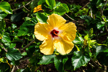 A beautiful exotic Hibiscus with long yellow petals. New Providence, Nassau, Bahamas.