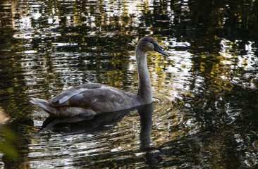 Jungschwan