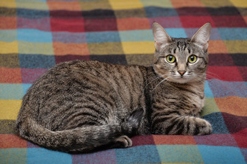 Tabby cat laying down on blanket