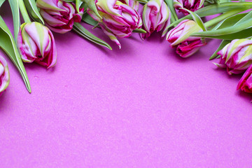 
pink tulips on a pink background. Frame of flowers. Valentine's Day, Mother's Day
