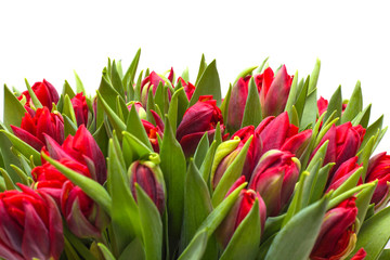 red tulips on a white background
