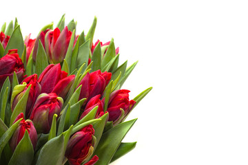 red tulips on a white background
