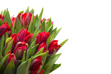 red tulips on a white background
