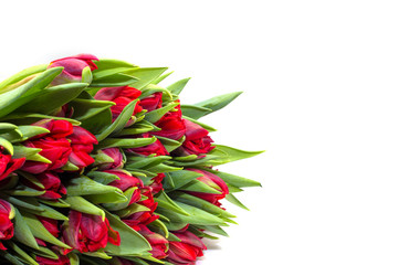 red tulips on a white background
