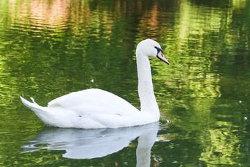 The swan floats on the lake