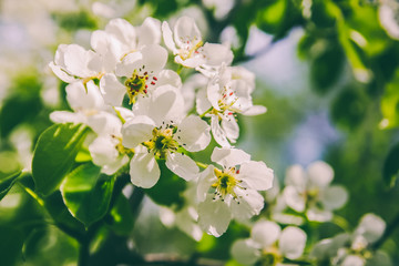 Flowering trees in spring. Vintage photo of cherry tree flowers
