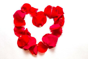 
Rose petals on white background