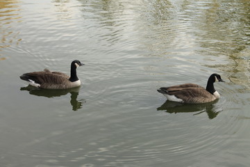 quack-quack
