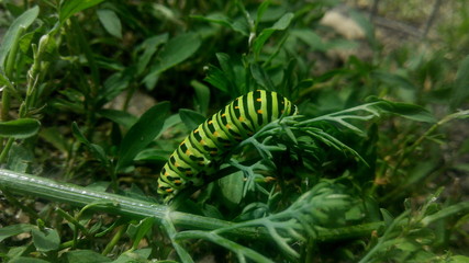 Green caterpillar