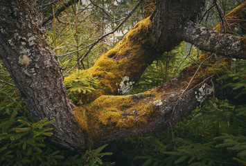 tree trunk covered with moss
