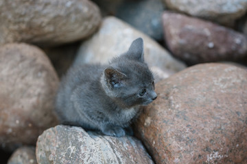 gray kitten sitting on rocks