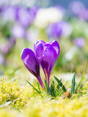 Purple crocus flowers in spring