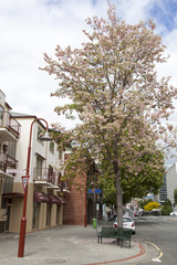 Hobart In Blossom