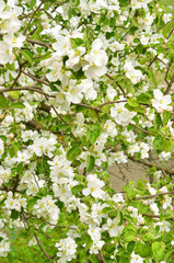 Blossoming of apple trees