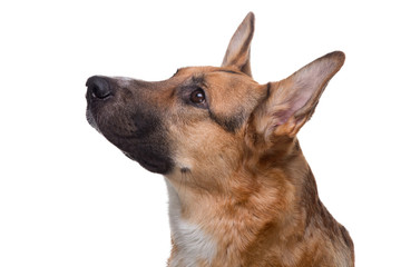 Portrait of looking up german shepherd