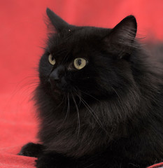 Black furry cat on red background