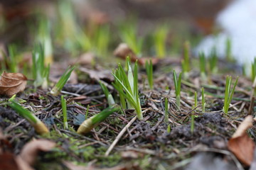 First spring crocuses