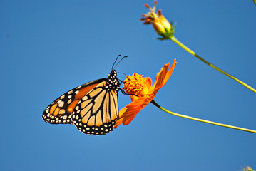 Beautiful butterfly on an orange flowers and a colorful background