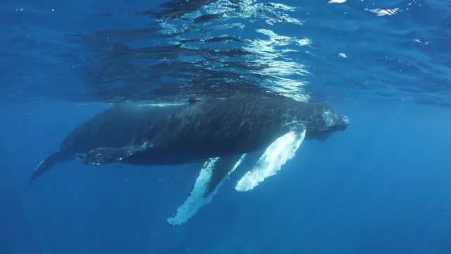 Mother and Calf Humpback Whales at Surface of Sea