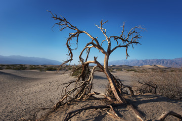 Dead tree in the Deth Valley National Park