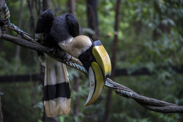 toucan on a branch © NadeemRahimi