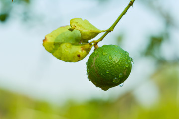 water  drops on lemon in farm