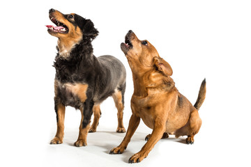 Rat terrier and mini dachshund mixed breed dogs isolated on white looking up. 