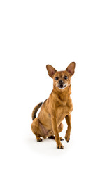 One rat terrier mixed breed dog isolated on white background. 