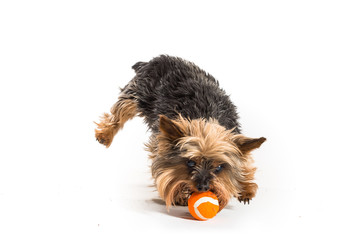 One yorkshire terrier playing with orange ball isolated on white background. 