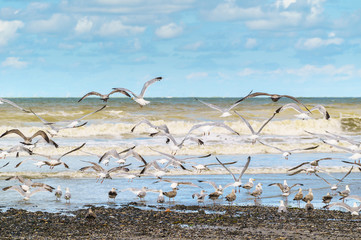 Seagulls