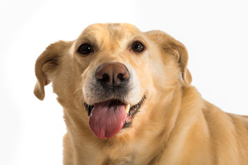 One old yellow labrador white background. Happy, looking at camera. 