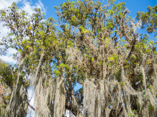 Landscape of wilderness in the Everglades National Park - Florida - USA