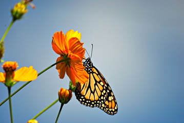 Beautiful Monarch butterfly on an orange flower